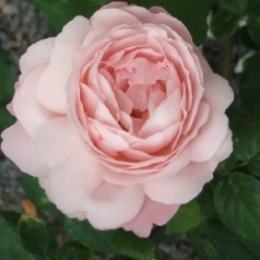 Rose Redouté / Engelsk Rose