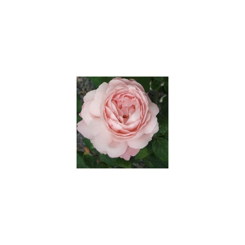 Rose Redouté / Engelsk Rose