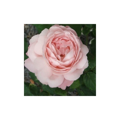 Rose Redouté / Engelsk Rose