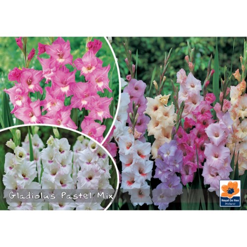 Gladiolus Pastel Mix - Landscape - 20 Løg