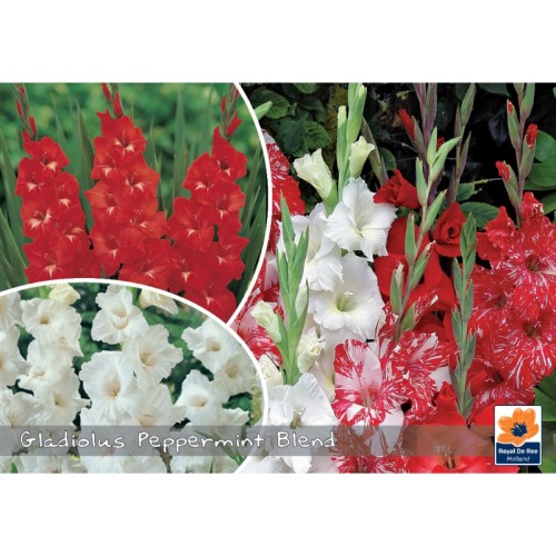 Gladiolus Peppermint Blend - Landscape - 20 Løg