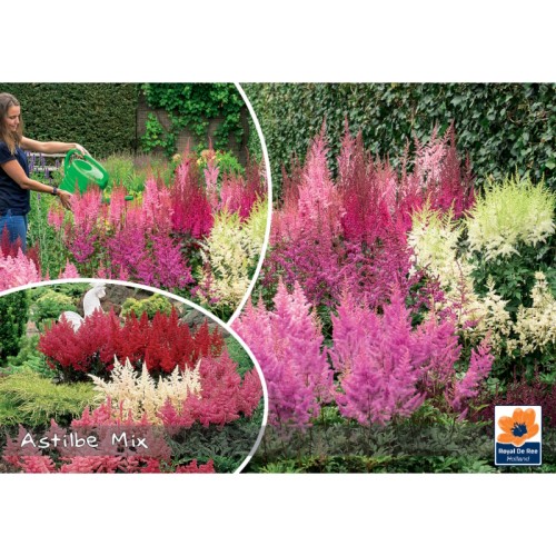 Astilbe Mix - Landscape - 5 rødder
