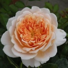 Rose Tea Clipper / Engelsk Rose