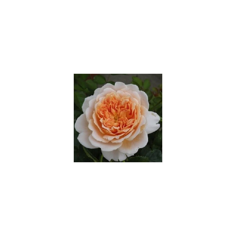 Rose Tea Clipper / Engelsk Rose