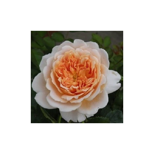 Rose Tea Clipper / Engelsk Rose