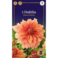 Dahlia Dinnerplate Mango Madness / Georgin