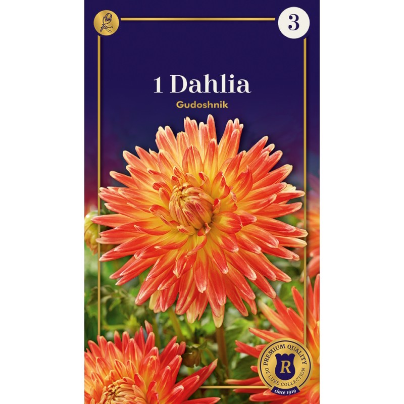 Dahlia Cactus Gudoshnik / Georgin