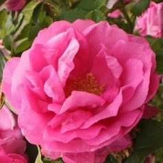 Rose Wild Edric / Engelsk Rose