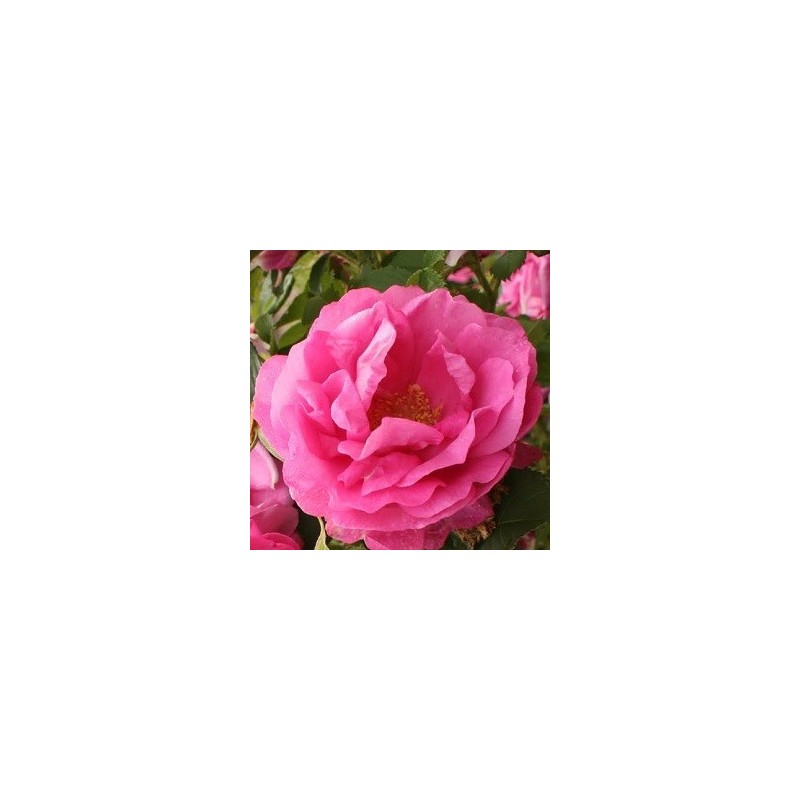 Rose Wild Edric / Engelsk Rose
