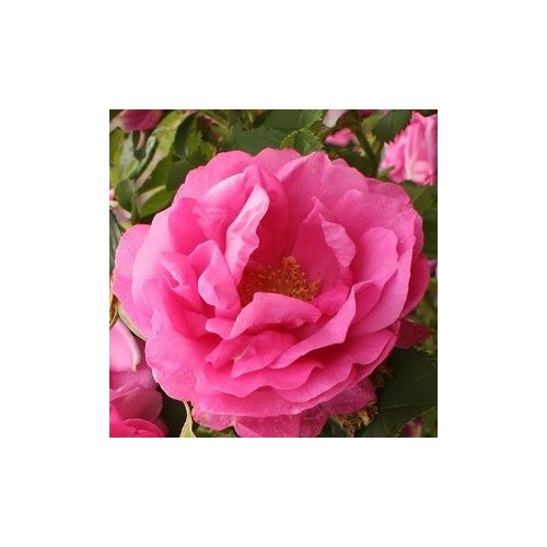 Rose Wild Edric / Engelsk Rose