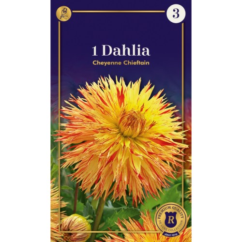 Dahlia Fringed Cheyenne Chieftain / Georgin