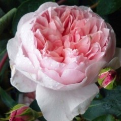 Rose Wildeve / Engelsk Rose