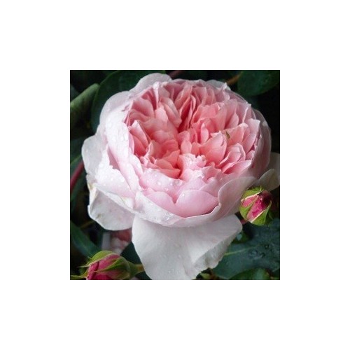 Rose Wildeve / Engelsk Rose