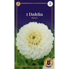 Dahlia Fringed Fubuki Myama / Georgin