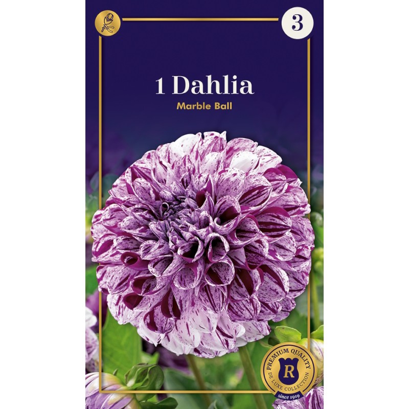 Dahlia Pompon Marble Ball / Georgin