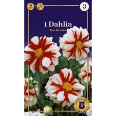 Dahlia Mignon Fire and Ice / Georgin