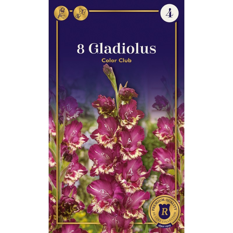 Gladiolus Color Club - 8 Løg