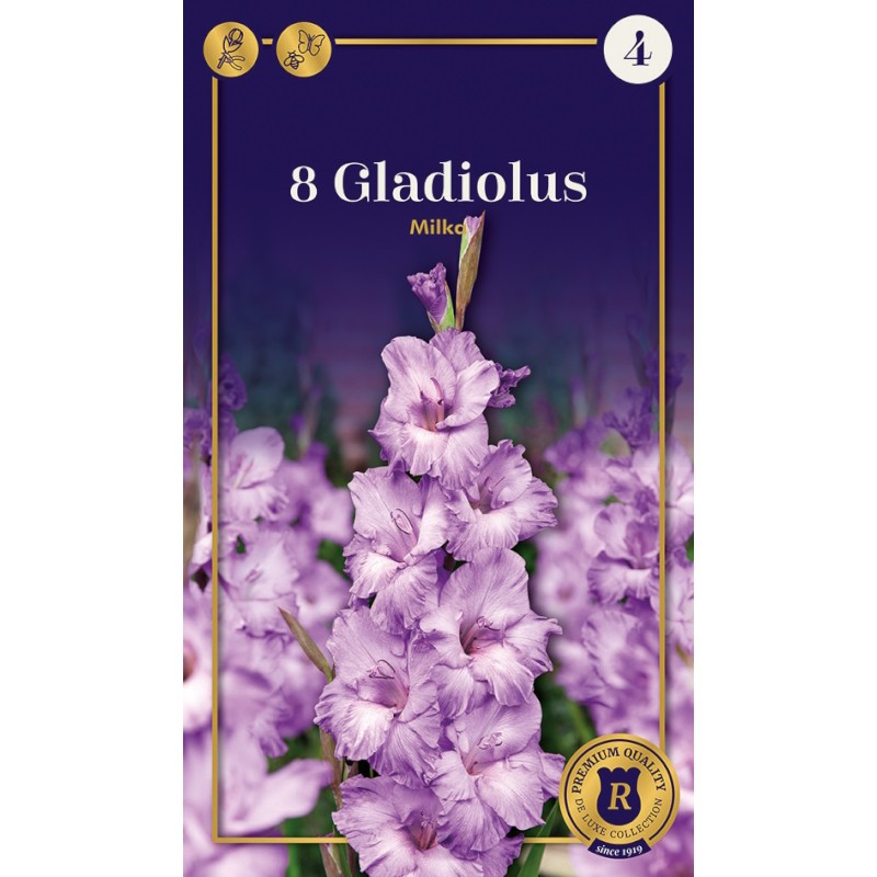 Gladiolus Milka - 8 Løg