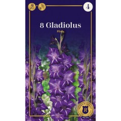 Gladiolus Flirty - 8 Løg