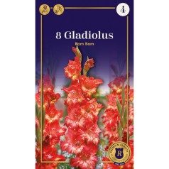 Gladiolus Ram Bam - 8 Løg