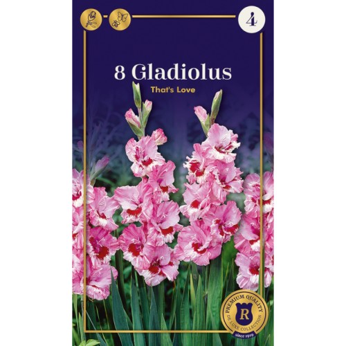 Gladiolus That's Love - 8 Løg