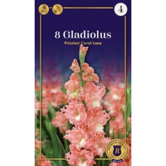 Gladiolus Frizzled Coral Lace - 8 Løg