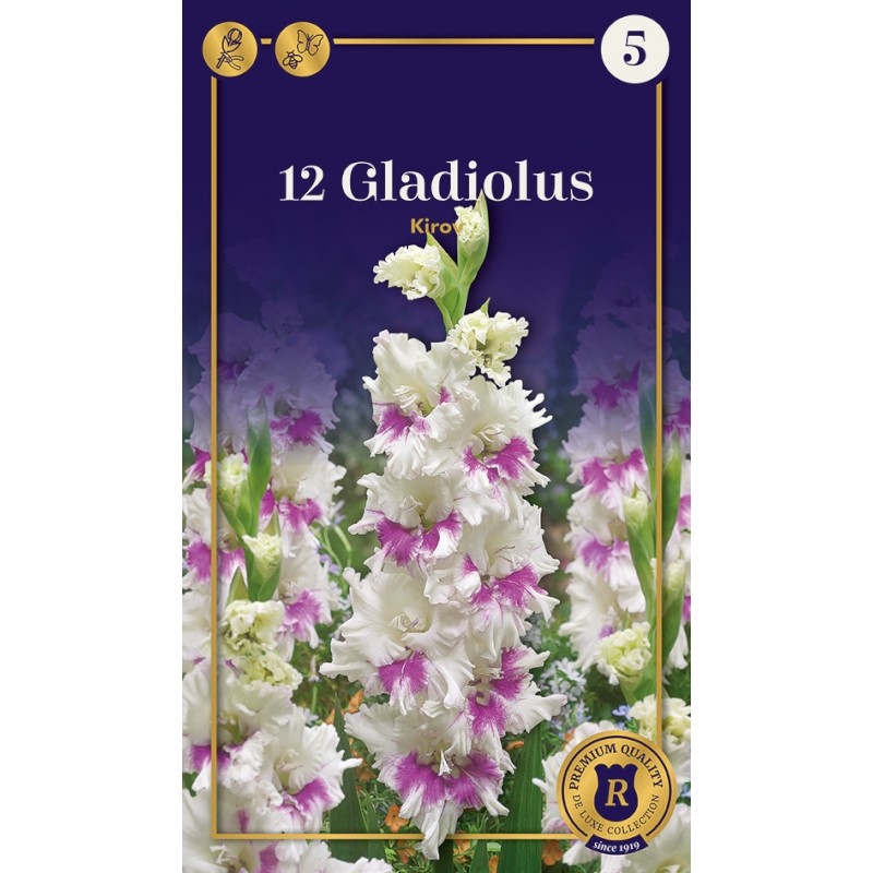 Gladiolus Parrot Kirov - 12 Løg