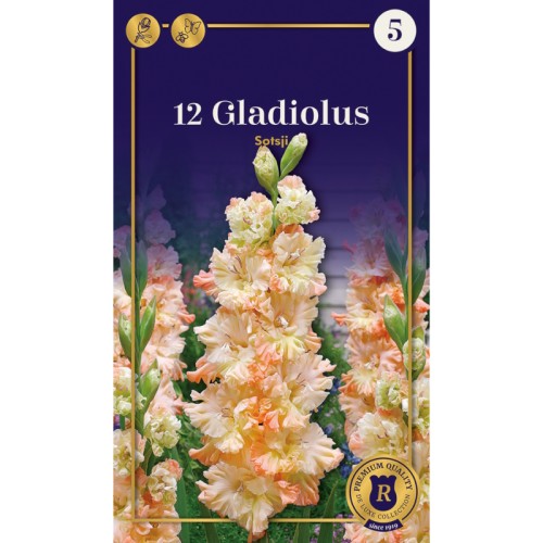 Gladiolus Parrot Sotsji - 12 Løg