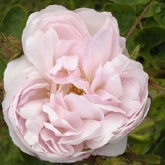 Rose Alfred de Dalmas / Mosrose