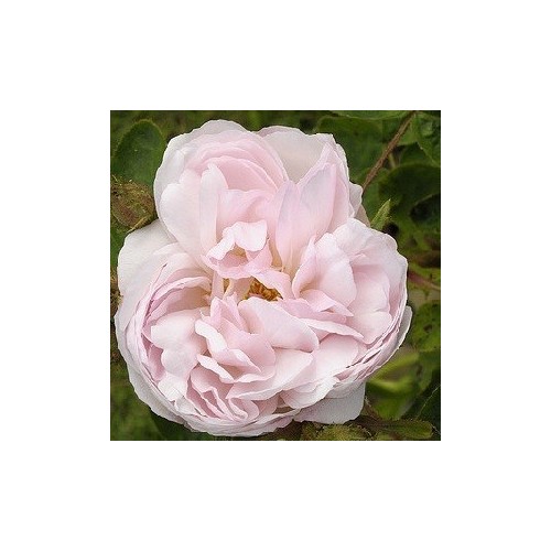 Rose Alfred de Dalmas / Mosrose