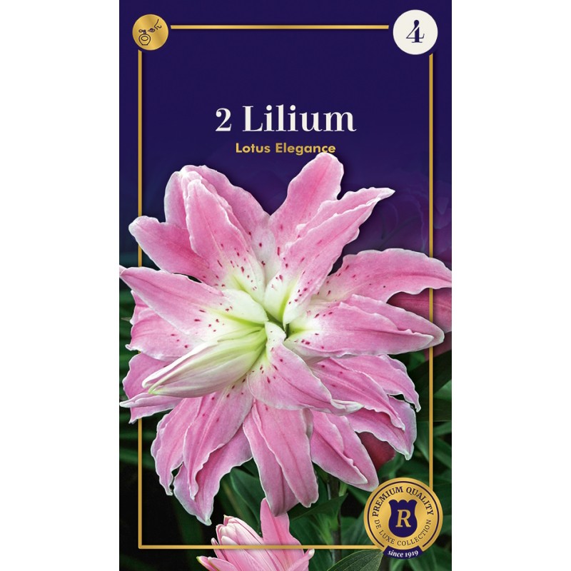 Lilje Double Oriental Lotus Elegance - 2 Løg