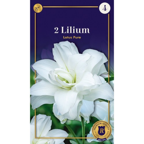 Lilje Double Oriental Lotus Pure - 2 Løg