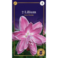 Lilje Double Oriental Lotus Wonder - 2 Løg