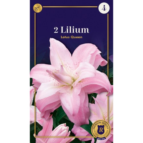 Lilje Double Oriental Lotus Queen - 2 Løg