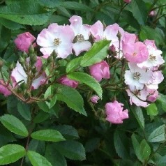 Rose Ballerina / Moskusrose