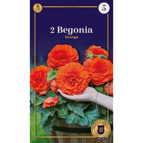 Begonia Dinnerplate Ruffled Orange - 2 knolde