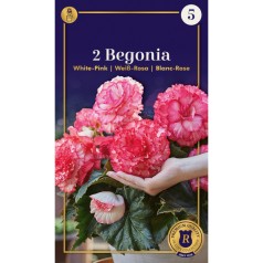 Begonia Dinnerplate Ruffled...