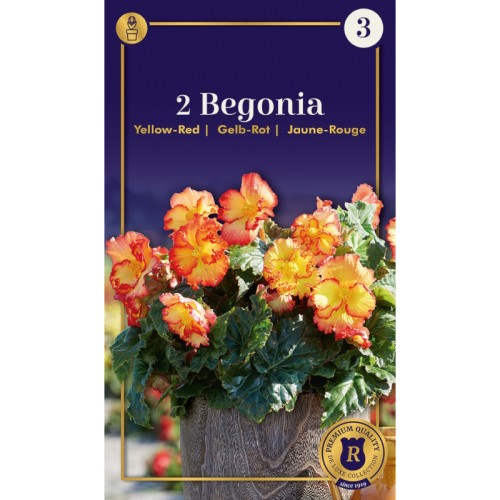 Begonia Crispa Marginata Yellow-Red - 2 knolde