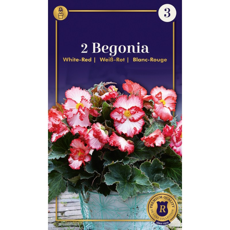 Begonia Crispa Marginata White-Red - 2 knolde