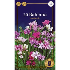 Babiana stricta Purple mix - 20 Løg