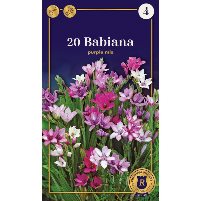 Bavianblomst Purple mix - Babiana Stricta - 20 Løg