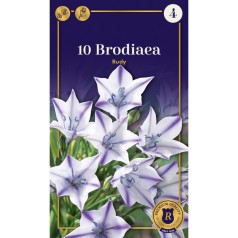 Brodiaea Ruby - 10 løg