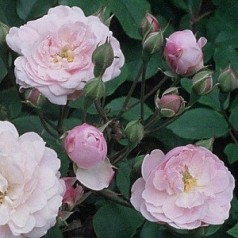 Rose Blush Noisette / Busk rose