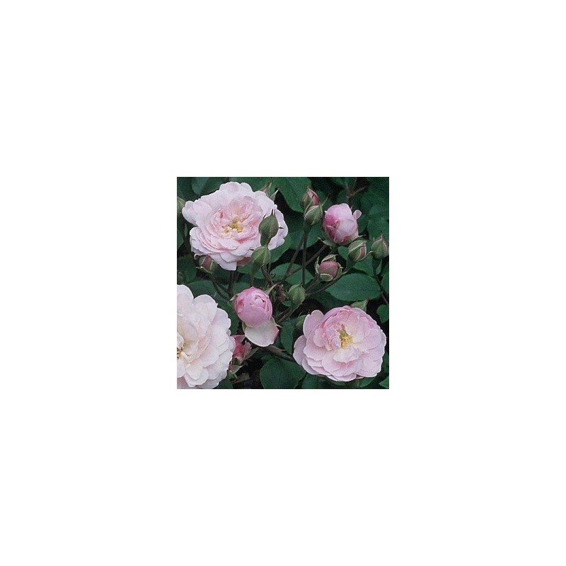 Rose Blush Noisette / Busk rose
