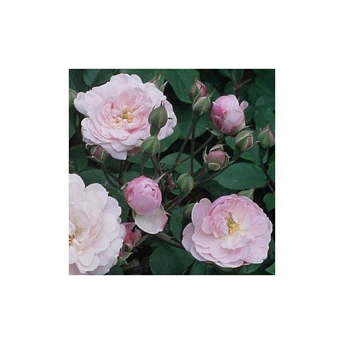 Rose Blush Noisette / Busk rose