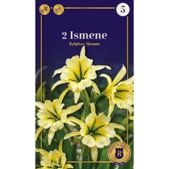 Kejserindelilje / Ismene...