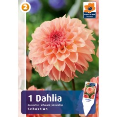 Dahlia Decorative Sebastian / Georgin