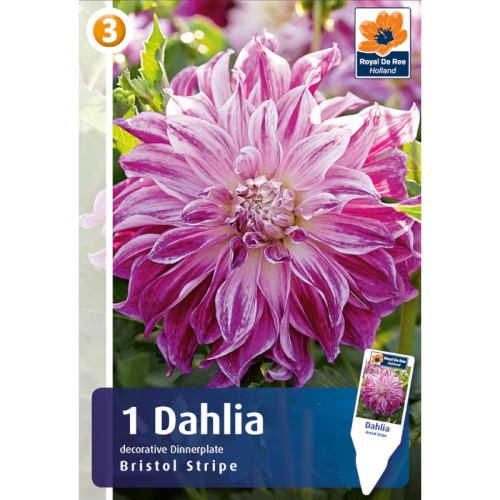 Dahlia Decorative Bristol Stripe / Georgin