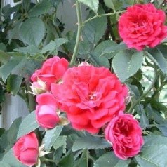 Rose Chevy Chase - Historisk Slyngrose