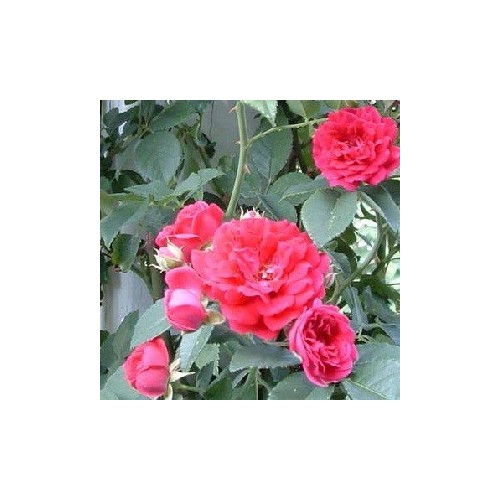 Rose Chevy Chase - Historisk Slyngrose